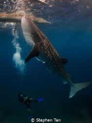 Whaleshark with diver in Oslob by Stephen Tan 
